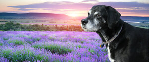 Dr. Laurie Brush of Heaven at Home Pet Hospice Highlights Ways to Identify and Alleviate Pain in Aging Pets for Animal Pain Awareness Month