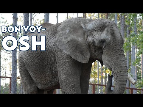 Oakland Zoo's Last African Male Elephant, Osh, Moves to New Home at The Elephant Sanctuary in Tennessee