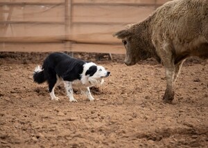 Arizona National Livestock Show Announces 4th Annual Stock Dog Trials