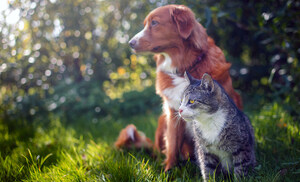 Advancements to Explore how a Truly Humane Shelter Model is Revolutionizing Animal Care