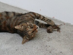 Researcher Warns Pet Cats Risk Getting Bird Flu and Possibly Infecting People